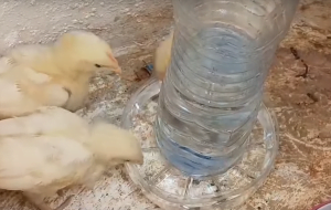 máng nước cho gà bằng chai nhựa