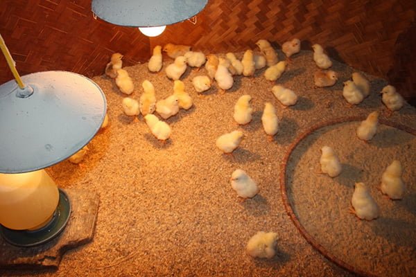 Cách trộn thức ăn cho gà con 1 tháng tuổi lớn nhanh tỷ lệ sống cao