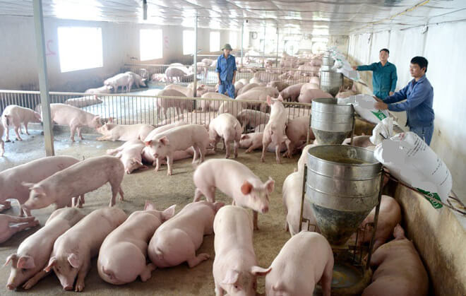 Cho Lợn Ăn Bao Nhiêu Là Hợp Lý - Cách Cho Heo Ăn Hiệu Quả Nhất - Công Ty Cơ  Khí Bình Quân
