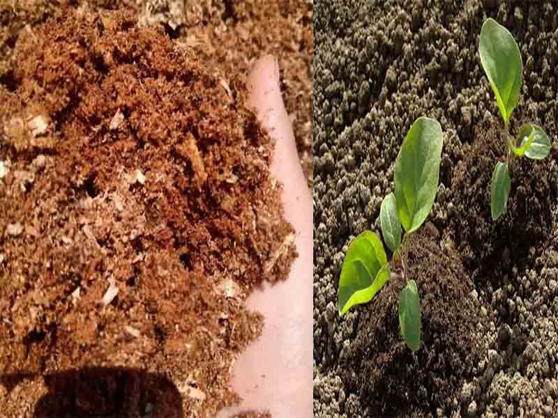 tác dụng của mùn cưa trồng cây