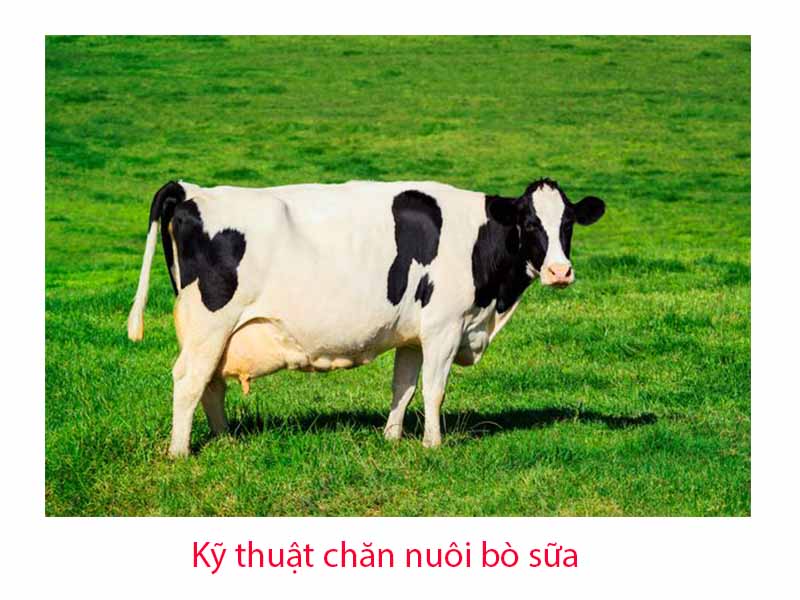 kỹ thuật chăn nuôi bò sữa