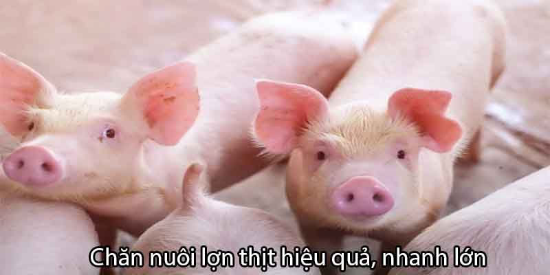 kỹ thuật chăn nuôi lợn thịt