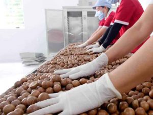 sản xuất hạt macca